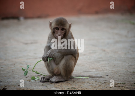 A young Rhesus Macaque plays with his food. Plants and vegetables are left for monkeys found near the temples of Jaipur. Stock Photo