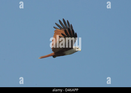 The Brahminy Kite (Haliastur indus) also known as the Red-backed Sea-eagle in Australia. Stock Photo