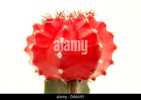 Close up shot of an hibotan cactus on white background Stock Photo
