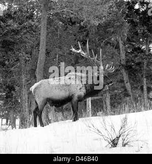 bull elk in snowy forest black and white Stock Photo