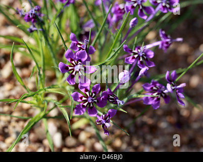 Lapeirousia, Lapeirousia oreogena, Iridaceae. Cape Province, South Africa. Stock Photo