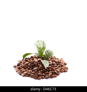 coffee beans close up isolated on white Stock Photo