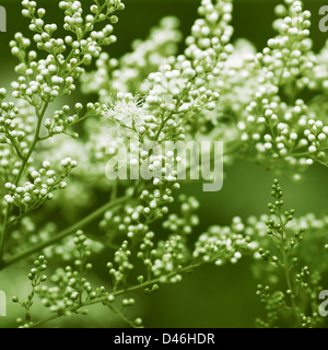 Sorbaria aitchisonii (False spirea Stock Photo - Alamy