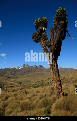 Giant Groundsel Dendrosenecio tree on the slope of Mount Kenya Stock Photo