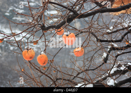 Diospyros kaki persimmons tree (Oriental persimmon) in winter snow Stock Photo