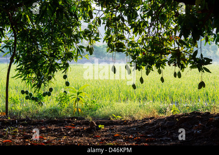 Ripening Mango on a tree in the Indian countryside. Andhra Pradesh, India. Silhouette Stock Photo