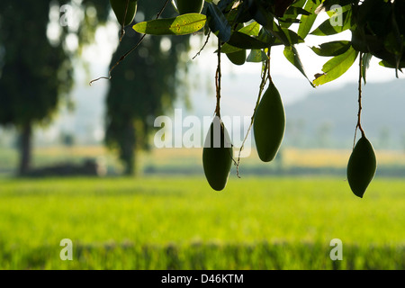 Mangifera indica. Ripening Mango on a tree in the Indian countryside.  Andhra Pradesh, India. Silhouette Stock Photo