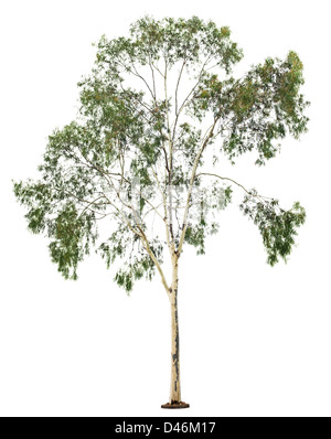 Green beautiful eucalyptus tree isolated on white background Stock Photo