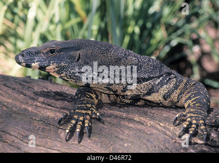 Lace Monitor climbs over a log Stock Photo