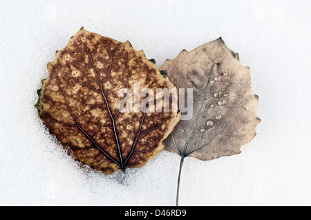 Two brown leaves laying in snow on a winter day. Stock Photo