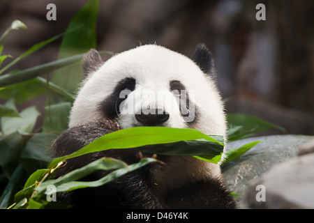 The Giant Panda, Ailuropoda melanoleuca, is a bear native to central-western and south western China. Stock Photo