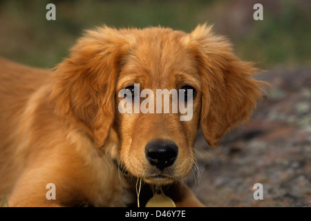 Golden retriever puppy about 3 months old Stock Photo
