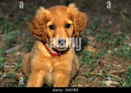 Golden retriever puppy about 2 months old Stock Photo