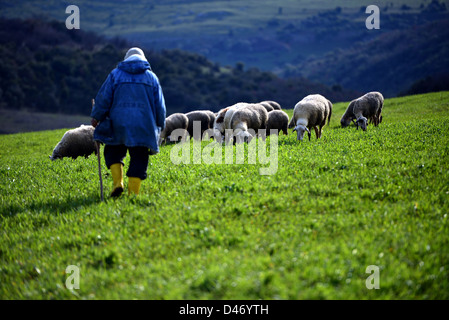 old shepherd's hand sticks and sheep Stock Photo