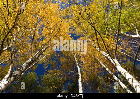 Tree tops in autumnal colors during sunny day. Stock Photo