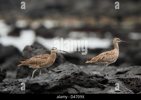 The Whimbrel, Numenius phaeopus hudsonicus, is a wader in the large family Scolopacidae, Santa Cruz Island, Galapagos, Equador. Stock Photo