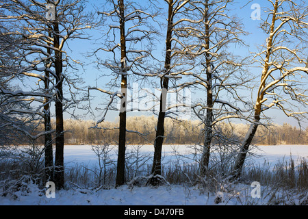 A group of alders growing on the side of a lake Srednie near Mragowo, Poland. Cold winter time. Stock Photo