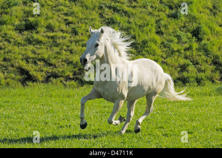 Paso Fino Palomino (4 years old) galopping on a meadow Stock Photo