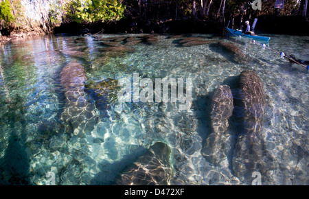 Endangered Florida Manatees, Trichechus manatus latirostris, gather at Three Sisters Spring in Crystal River, Florida, USA. Stock Photo