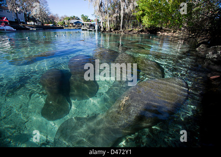 Endangered Florida Manatees, Trichechus manatus latirostris, gather at Three Sisters Spring in Crystal River, Florida, USA. Stock Photo