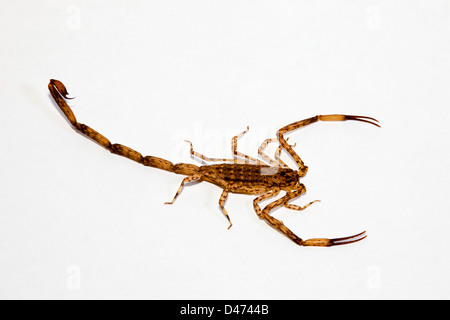 Lesser Brown Scorpion, Isometrus maculates, Maui, Hawaii. Stock Photo