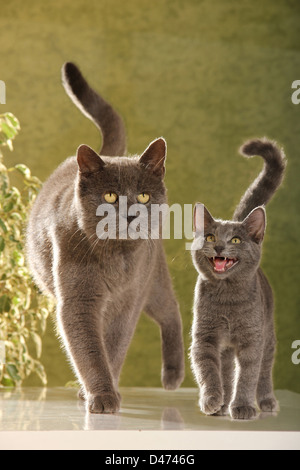 Domestic Cat. Gray mother and her hissing daughter (5 month old) walking towards the camera Stock Photo