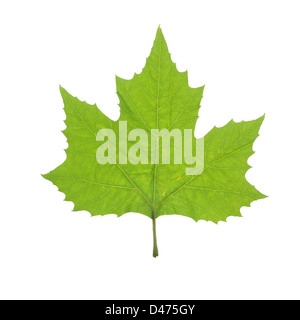 Background with maple leaf symbol and Canadian flag, colors for Stock ...