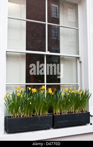 Window with daffodils, Portobello Road, Notting Hill, London, W11, UK Stock Photo