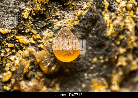 Resin Drop Stock Photo