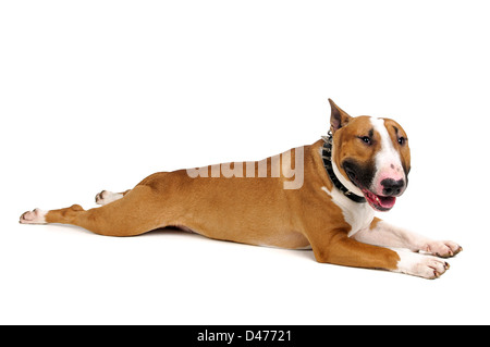 Beautiful young Bull Terrier isolated in white Stock Photo