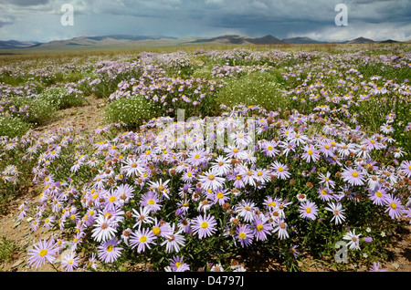 Alpine asters in steppe. Mongolia Stock Photo