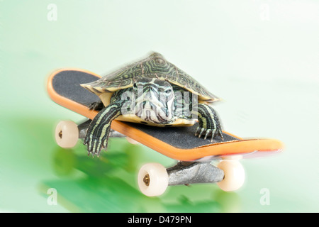 A tortoise on a skateboard Stock Photo, Royalty Free Image: 9210582 - Alamy