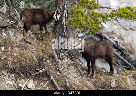 Chamois (Rupicapra rupicapra). Female and young standing next to a pine on a steep slope. Austria Stock Photo