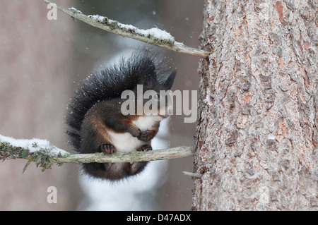Europaeisches Eichhoernchen (Sciurus vulgaris) im Winterfell auf einem verschneiten Zweig. Innsbruck Land, Oesterreich  Red Squi Stock Photo