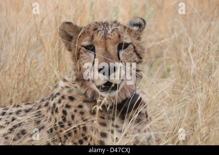 Cheetah at Africat Foundation, Namibia, Africa Stock Photo