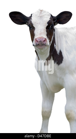 Black and white calf standing against white background Stock Photo