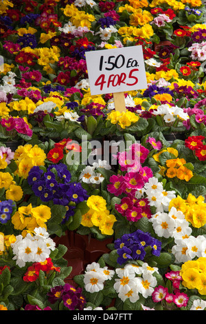 Spring-flowering primroses, Primulas at the International Continental flower Festival in Wigan, Lancashire, England, UK Stock Photo