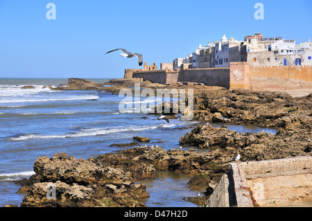 Seagulls soar over the rock-strewn Atlantic coast in front of the  fortified walls of the c-16th coastal town of Essaouira, Morocco Stock Photo