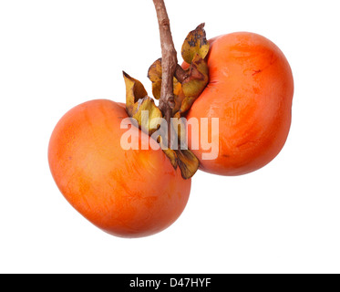 Two ripe persimmon fruits hanging from a tree Stock Photo