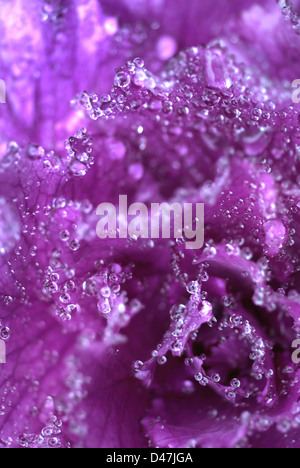 Dew drops on ornamental purple cabbage Stock Photo