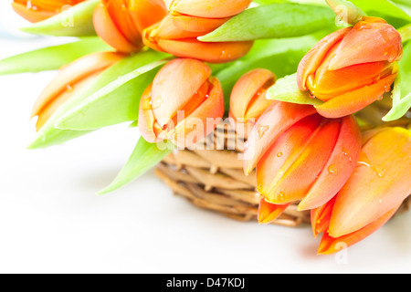 basket of orange tulip flowers isolated on white background Stock Photo