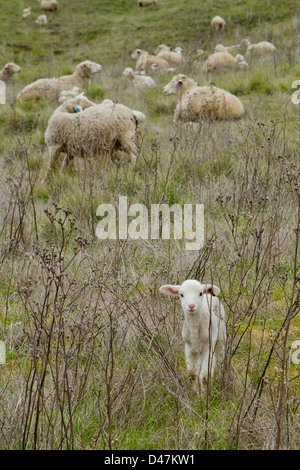 Newborn lamb in a field. Stock Photo