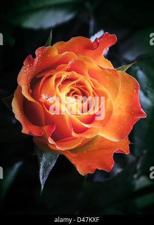 Orange and red rose flower with water drops Stock Photo