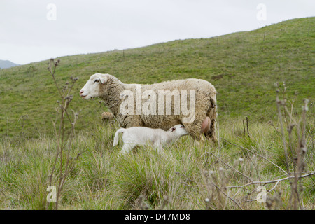 Nursing Lamb Stock Photo