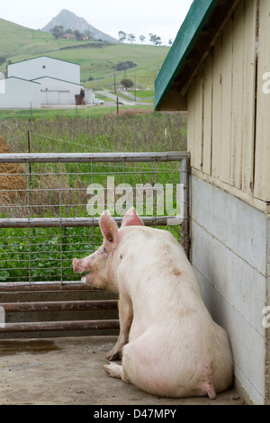 Large Pig in Pen Stock Photo