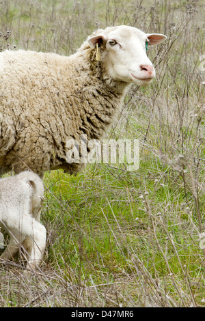 Newborn lamb in a field. Stock Photo