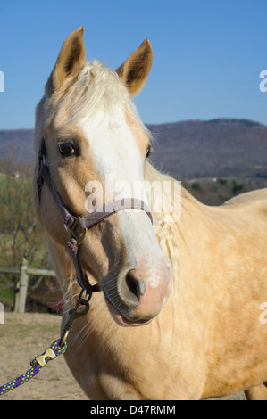 Palomino horse with curly mane outdoors in sunlight wearing halter, rural setting, Saddlebred Arab mix animal. Stock Photo