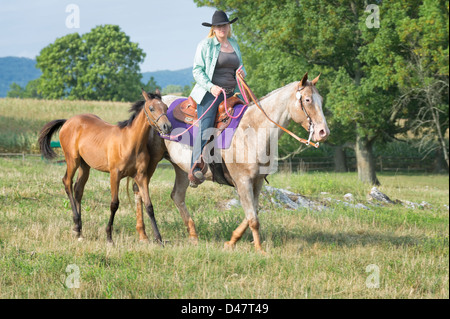 Cowgirl on Appaloosa leads a young Arabian foal on a rope through summer field. Stock Photo
