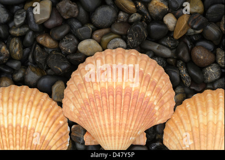 Three golden-colored sea shells, clam shells on a black stone background of smooth river pebbles, symmetrical arrangement with copy space. Stock Photo