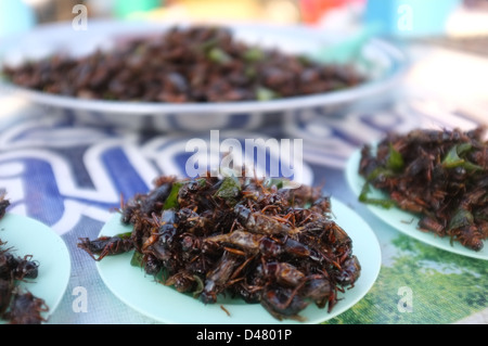 Edible crickets pictured here on sale at a market in Chompueang in northeastern Thailand. Stock Photo